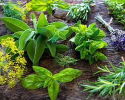 Pikantne zelišča na okenski polici: svežina, ki je vedno pri roki